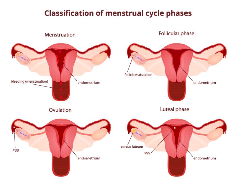 luteal-phase-defect-pacific-fertility-center-los-angeles